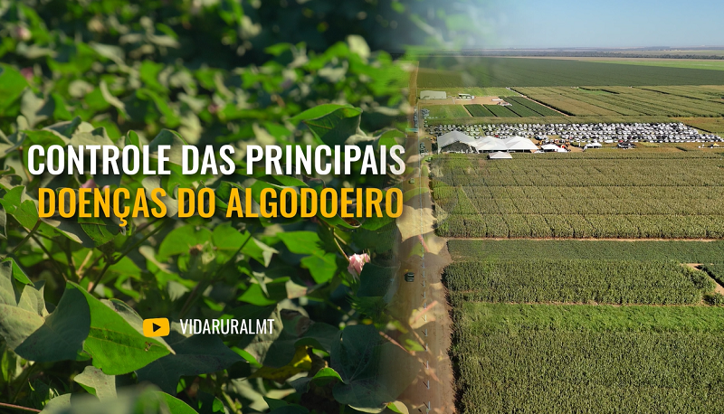 MANEJO E CONTROLE DAS PRINCIPAIS DOENÇAS DO ALGODOEIRO